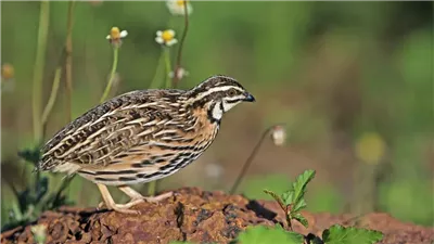 تفسير رؤية السمان في المنام وعلاقته باللعب وإهمال المسؤوليات 