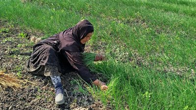 شاهد، انطلاق زراعة البصل الأحمر والأصفر بالغربية