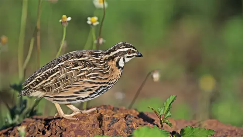 تفسير رؤية السمان
