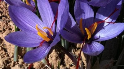 فوائد الزعفران، يكافح العدوى ويقوي المناعة ويعزز صحة القلب