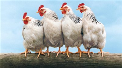 أسعار الدواجن اليوم الأربعاء 4 ديسمبر 2024