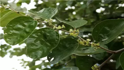 فوائد ورق السدر لمرضى السكري ولحل مشاكل البشرة والشعر