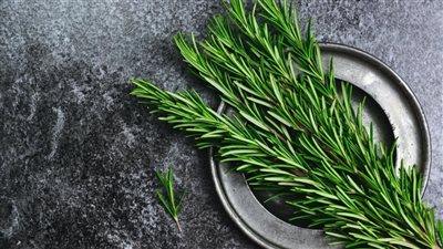 الروز ماري يحمى من أمراض القلب ويقلل التوتر ويعالج مشاكل الهضم 