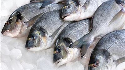باستثناء البلطي، ارتفاع ملحوظ في أسعار السمك بسوق العبور