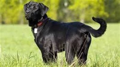 كيف يواجه القانون ظاهرة حيازة كلاب غير مرخصة؟