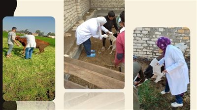 بيطرى الشرقية: تحصين 366 ألف رأس ماشية ضد الحمى القلاعية والوادي المتصدع