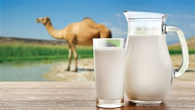 تفسير رؤية لبن الإبل في المنام وعلاقتها بالحصول على ميراث كبير