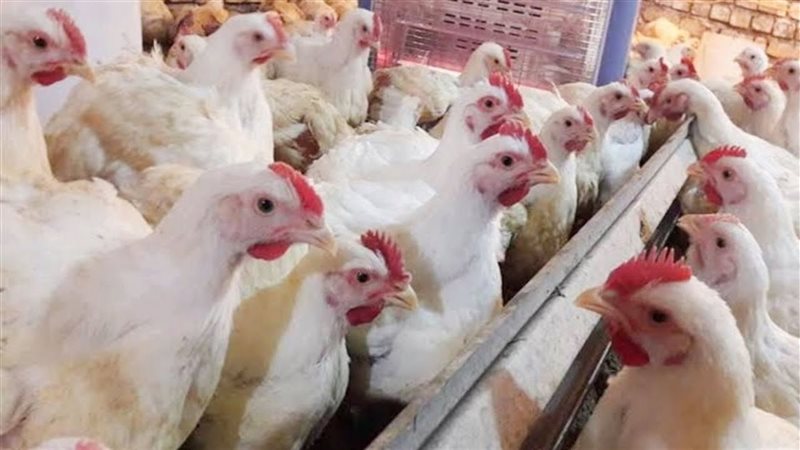 أسعار الدواجن اليوم