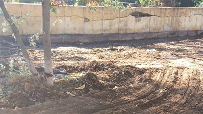 مطالبات بوقف مذبحة أشجار حديقة الشلالات بالإسكندرية، ومسئولون: نسعى لتطويرها (صور)