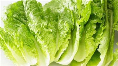 فوائد الخس، يرطب الجسم ويخفض ضغط الدم ويحمي من أمراض القلب 