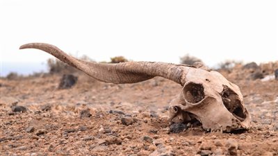 دراسة: ثلث الكائنات الحية على الأرض قد تنقرض بحلول عام 2100