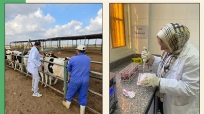 بيطري الشرقية: فحص 8957 رأس ماشية ضد البروسيلا والسل البقري