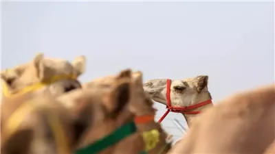 ضبط إبل خضعت لعمليات تجميل للمنافسة بمسابقة مليونية بالسعودية 