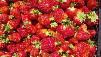 الفراولة تتراجع 20 جنيهًا، أسعار الفاكهة اليوم الأحد في سوق العبور