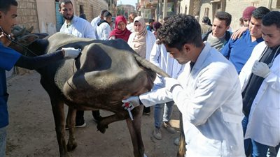  قافلة بيطرية لجامعة سوهاج تعالج 490 حيوانًا في قرية الكولة 