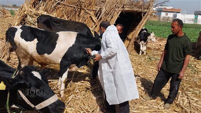 بيطري المنيا: تحصين أكثر من 122 ألف ماشية