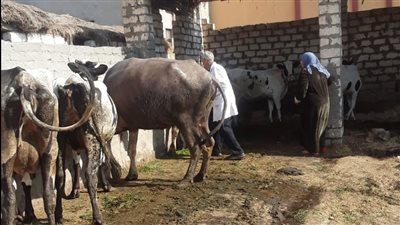 تحصين 173 ألف رأس ماشية ضد الحمى القلاعية وحمى الوادي المتصدع بالدقهلية (صور)