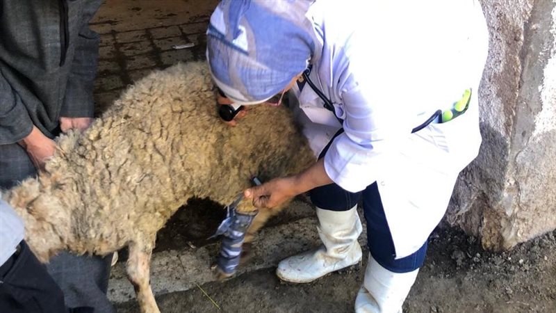 تحصين الماشية بالفيوم،
