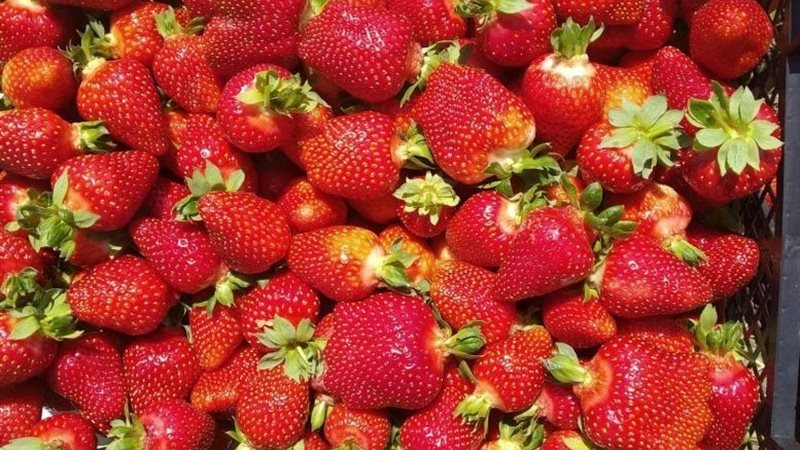 أسعار الفاكهة اليوم