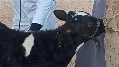 جامعة الزقازيق تختتم القافلة البيطرية بقرية أولاد سيف ببلبيس