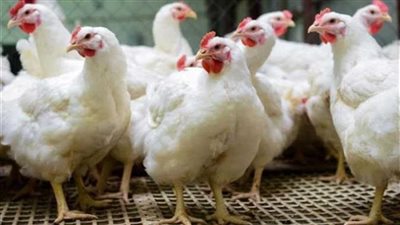 72 جنيها فرق بين كيلو الطازة والمجمدة، أسعار الدواجن اليوم الثلاثاء في الأسواق