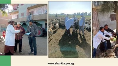 تحصين 526 ألف ماشية ضد مرضى حمى القلاعية والوادى المتصدع  بالشرقية