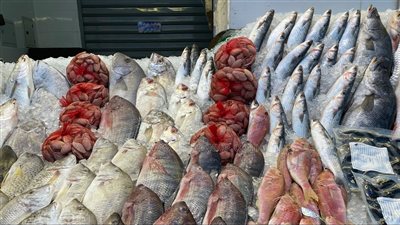 أسعار السمك اليوم، الجمبري يرتفع 40 جنيهًا في سوق العبور