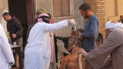 قافلة بيطرية لجامعة أسيوط تقدم خدماتها لـ 933 حالة في قرية ريفا