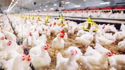 انخفاض كبير في أسعار الفراخ اليوم الأحد 15 ديسمبر 2024