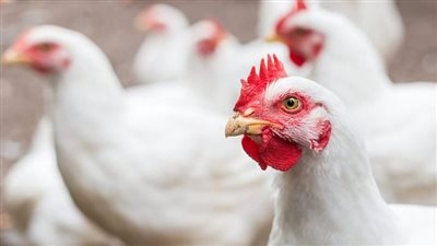 أسعار الدواجن اليوم الأربعاء 11 ديسمبر 2024