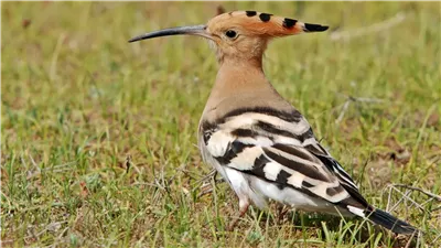  تفسير رؤية الهدهد في المنام وعلاقتها بتحسين الوضع المالي 