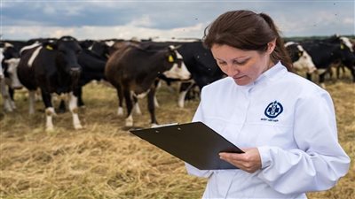 روسيا تطور نظاما لجمع البيانات الوراثية للماشية