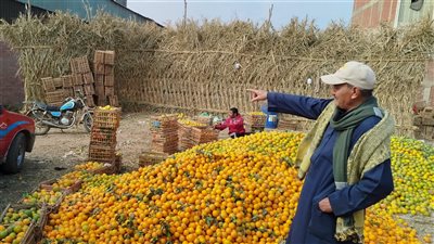 فاكهة تقوية المناعة وعلاج البرد، بشائر البرتقال البلدي تزين الأشجار بالغربية (فيديو)