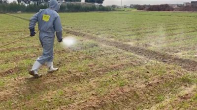 بدء زراعة القمح بالسطارة والمصاطب في قرى بنجر السكر ببرج العرب 