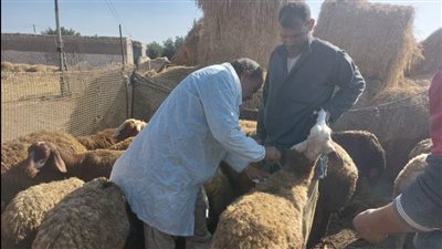 مديرية الطب البيطري بسوهاج تشن 500 حملة على الأسواق ومنافذ البيع في 2024