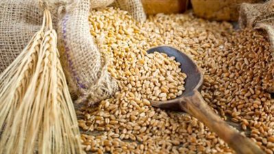 ارتفاع أسعار القمح المستورد والمحلي بالأسواق، وهذا سعر الدقيق بعد الزيادة
