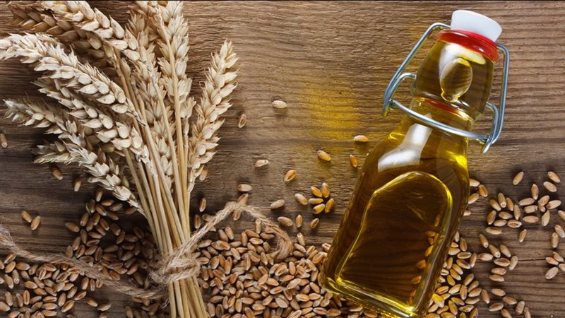 فوائد زيت جنين القمح،