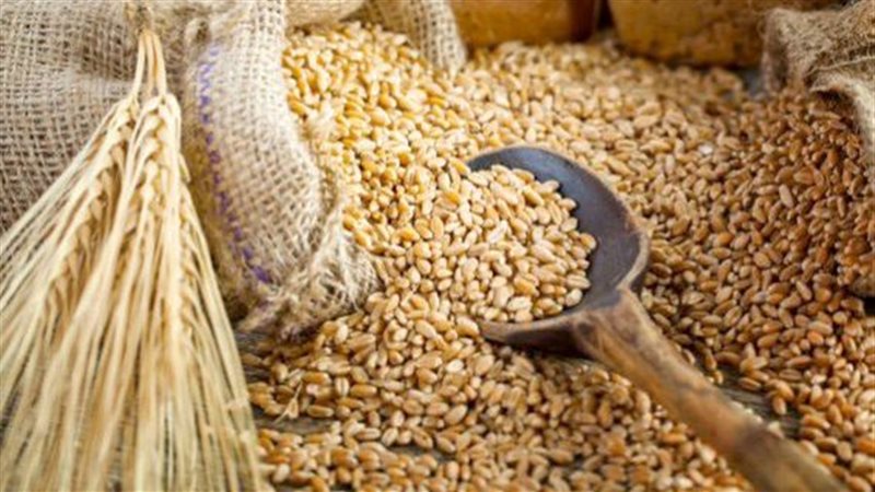  انتاج مصر من القمح