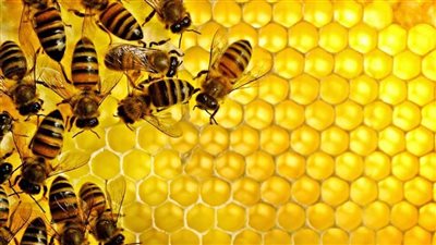 تفسير رؤية النحل في المنام وعلاقتها بالحصول على ثروة كبيرة 
