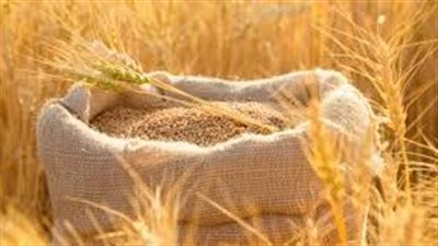 تفسير رؤية القمح في المنام وعلاقتها بالسعادة والرزق