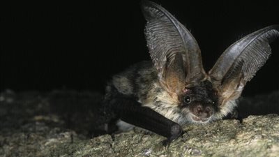 الخفافيش تهدد سكان ولاية أسترالية بفيروس مميت، ما القصة؟