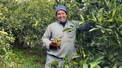 بدء حصاد محصول البرتقال في قرية النخلة البحرية بالبحيرة (فيديو وصور) 