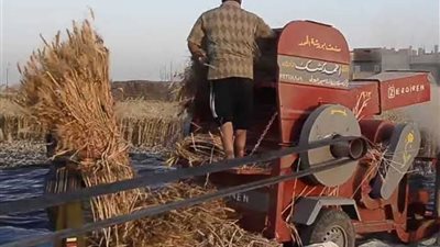 مصرع مزارع داخل دراسة غلال في الوادي الجديد