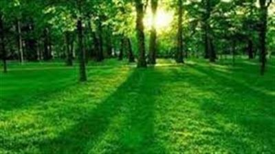 تفسير حلم الأرض الخضراء في المنام وعلاقته بالسعادة والاستقرار العاطفي 