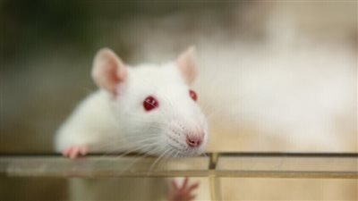 سائل منوي من فئران فضائية يمهد الطريق لاستعمار البشر للقمر والمريخ!