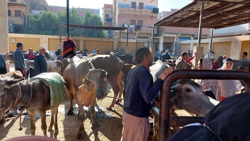 الثروة الحيوانية،