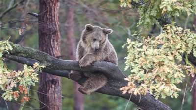 صيادون أمريكيون يصطادون دبا من أعلى شجرة ليسقط على أحدهم ويقتله 