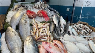 أسعار السمك اليوم، انخفاض البلطي والبوري وارتفاع الجمبري في سوق العبور