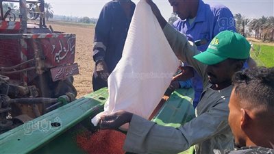 مزارعو الأقصر يبدأون برنامج مكافحة الحشائش لرفع وتحسين إنتاج محصول القمح (صور)