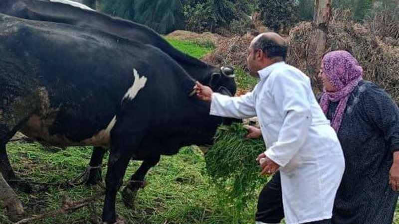 تحصين 652 ألف ماشية